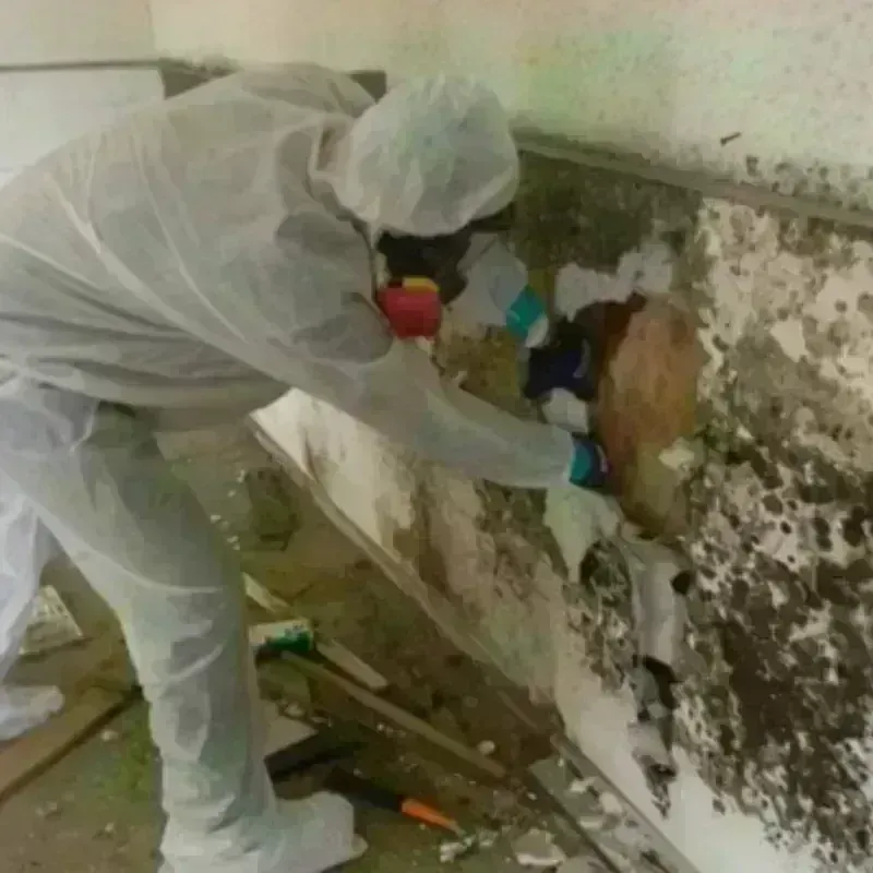 Mold Remediation and Removal in Rabun County, GA